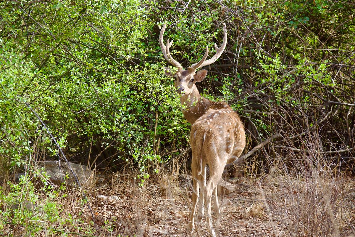 Sariska Tiger Reserve near Alwar, Rajasthan