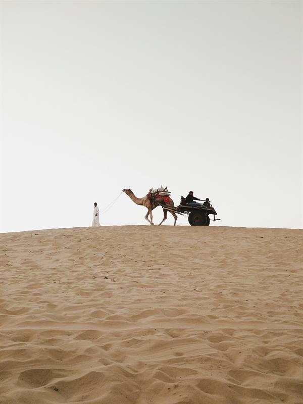 Camel in the Thar Desert near Barmer