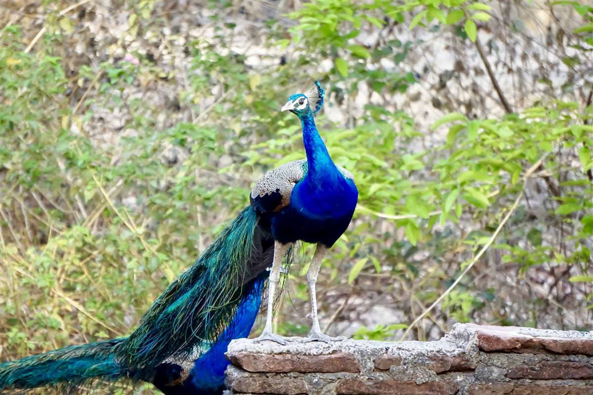 Peacock in the wild near Bishnoi villages, Jodhpur