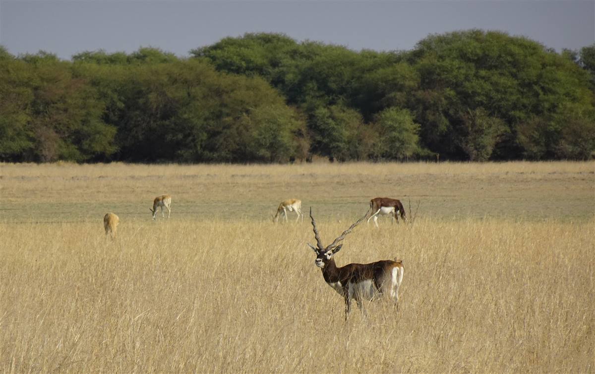 Blackbuck sanctuary at Tal Chhapar, Churu
